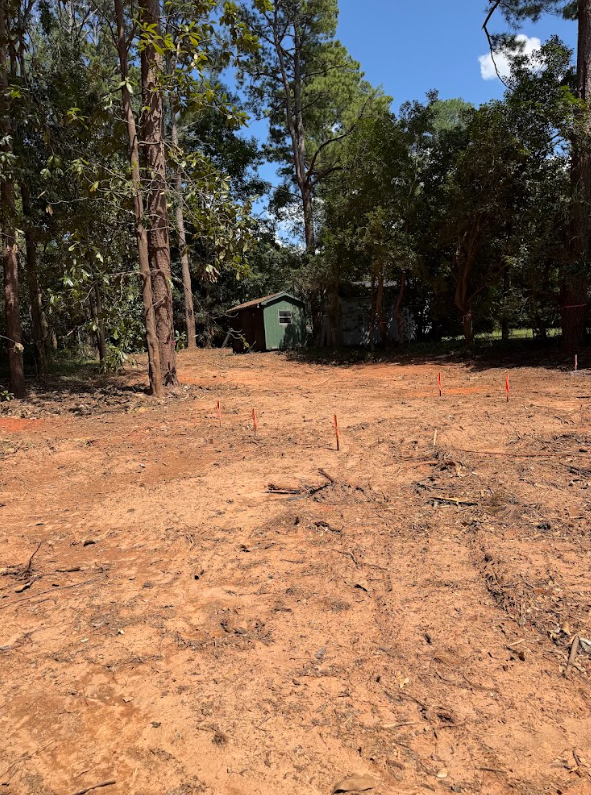 Wooded lot after forestry mulching with underbrush cleared to bare soil and mature trees left standing